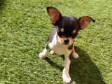Magnifiques chiots Chihuahuas à vendre (3 Mâles)
