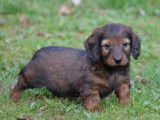 Superbe chiots Teckel Nain &agrave; poil long &agrave; vendre