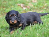 Superbe chiots Teckel Nain &agrave; poil long &agrave; vendre
