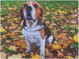 Magnifique Beagle LOF disponible pour saillie