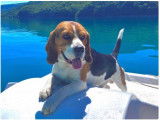 Magnifique Beagle LOF disponible pour saillie