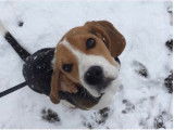Magnifique Beagle LOF disponible pour saillie