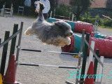 Chiots Bearded Collie LOF à vendre