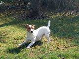 De race Jack Russell disponible pour saillie
