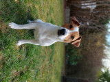 De race Jack Russell disponible pour saillie