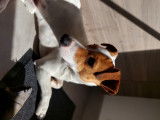 De race Jack Russell disponible pour saillie