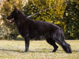Etalon Berger Allemand LOF lignée de travail noir disponible pour des saillies