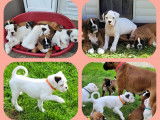 Chiots Boxer LOF à vendre