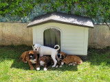 Chiots Boxer LOF à vendre