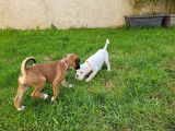 Chiots Boxer LOF à vendre