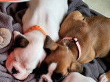 Chiots Boxer LOF à vendre