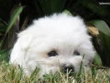 À vendre, chiots Bichons Maltais blancs (non LOF)