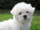 À vendre, chiots Bichons Maltais blancs (non LOF)