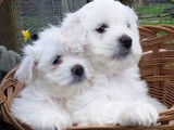 Vente de chiots Bichons Maltais blancs (non LOF)