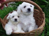 Vente de chiots Bichons Maltais blancs (non LOF)