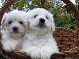 Vente de chiots Bichons Maltais blancs (non LOF)