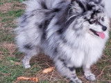 Spitz mâle pour saillie