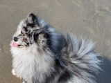 Spitz mâle pour saillie