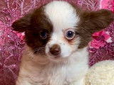 Vente de 4 chiots Chihuahuas (non LOF)