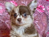 Vente de 4 chiots Chihuahuas (non LOF)