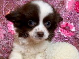 Vente de 4 chiots Chihuahuas (non LOF)