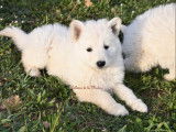 4 chiots Bergers Blancs Suisses mâles LOF à réserver