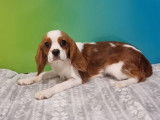 &Agrave; vendre 2 chiots Cavaliers King Charles Spaniels blenheim non LOF