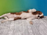 &Agrave; vendre 2 chiots Cavaliers King Charles Spaniels blenheim non LOF