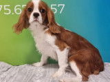 &Agrave; vendre 2 chiots Cavaliers King Charles Spaniels blenheim non LOF