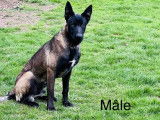 Chiots Malinois belges à vendre