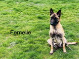 Chiots Malinois belges à vendre