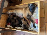 Chiots Malinois belges à vendre