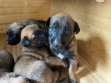 Chiots Malinois belges à vendre