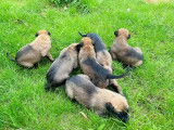 Chiots Malinois belges à vendre