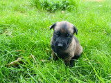 Chiots Malinois belges à vendre
