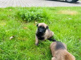 Chiots Malinois belges à vendre