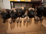 Chiots Malinois belges à vendre