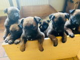 Chiots Malinois belges à vendre