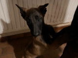 Chiots Malinois belges à vendre