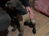 Chiots Malinois belges à vendre