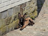 Chiots Malinois belges à vendre