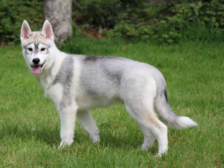 Mise à la vente de 4 chiots Huskies Sibériens mâles LOF