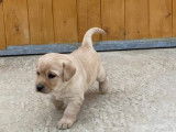 À réserver 6 chiots Labrador Retrievers LOF couleur sable