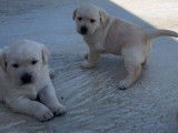À réserver 6 chiots Labrador Retrievers LOF couleur sable