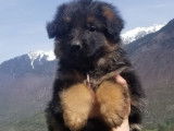 Chiots Berger Allemand à Poil Long LOF à vendre