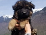 Chiots Berger Allemand à Poil Long LOF à vendre