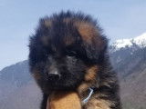 Chiots Berger Allemand à Poil Long LOF à vendre