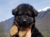 Chiots Berger Allemand à Poil Long LOF à vendre