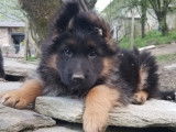 Chiots Berger Allemand LOF à vendre