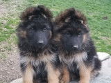 Chiots Berger Allemand LOF à vendre
